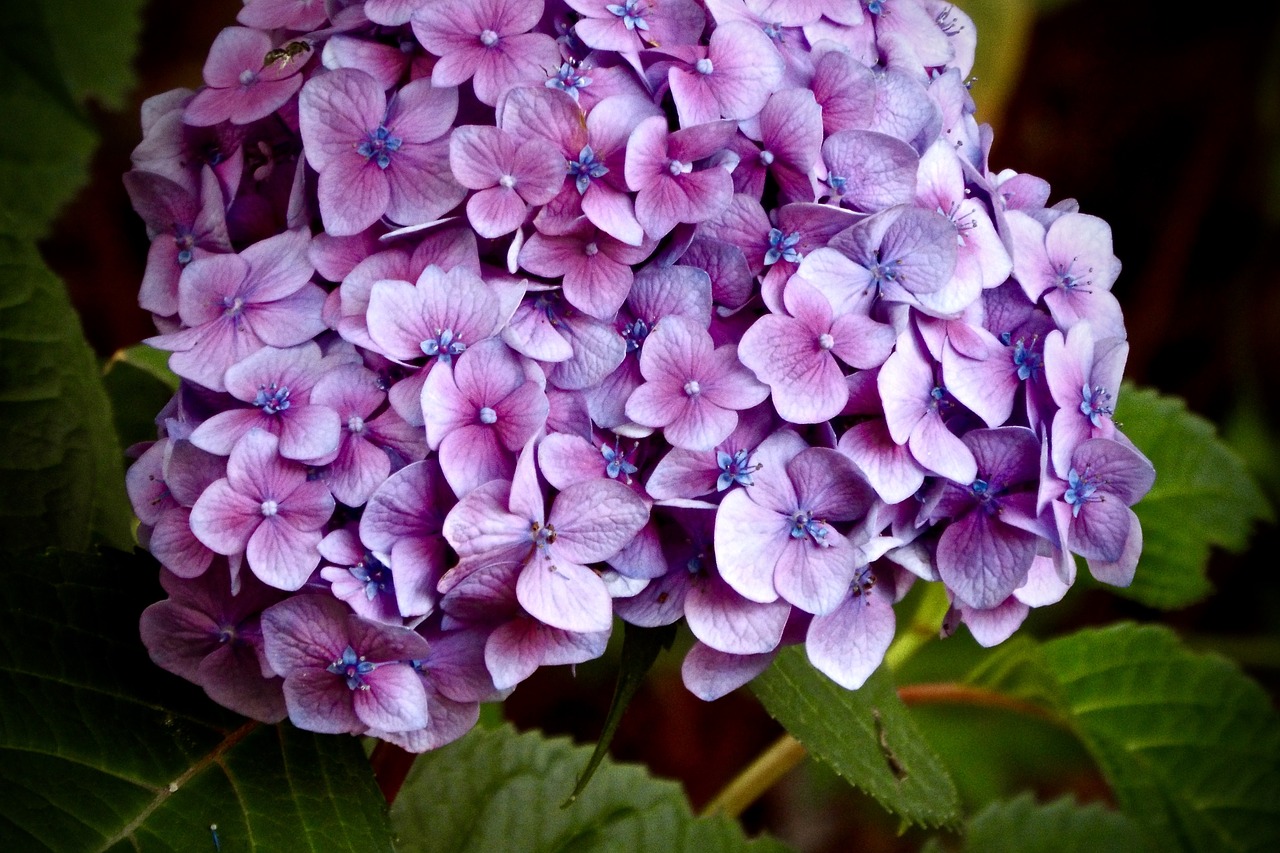 hydrangea  purple  pink free photo