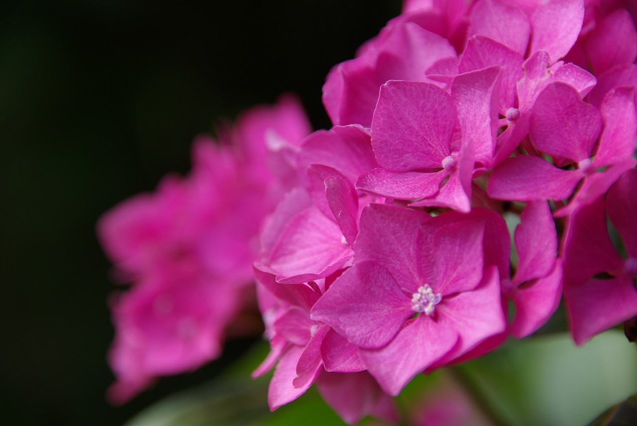 hydrangea  flower  pink free photo