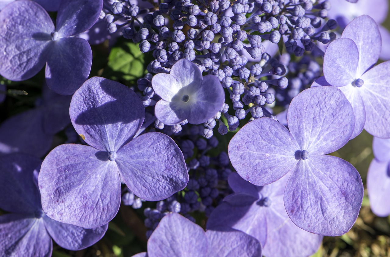 hydrangea  flowers  summer free photo