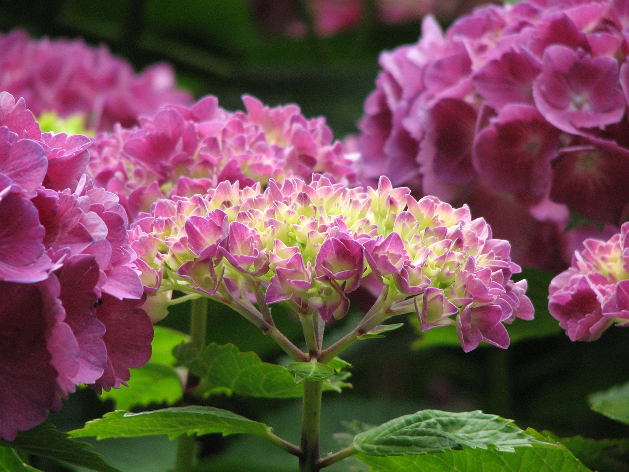 hydrangea bloom grow free photo