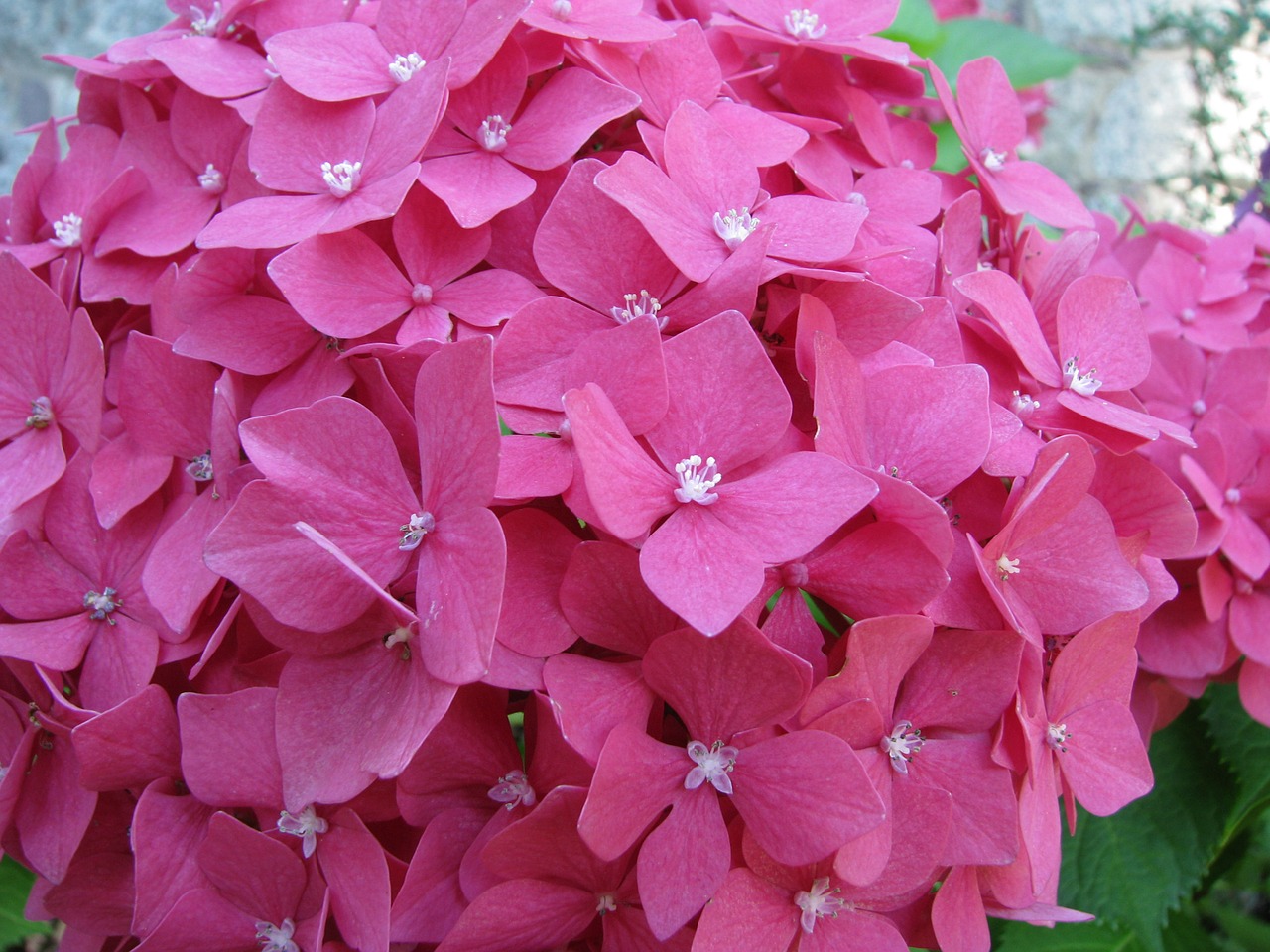 hydrangea  flower  blossom free photo