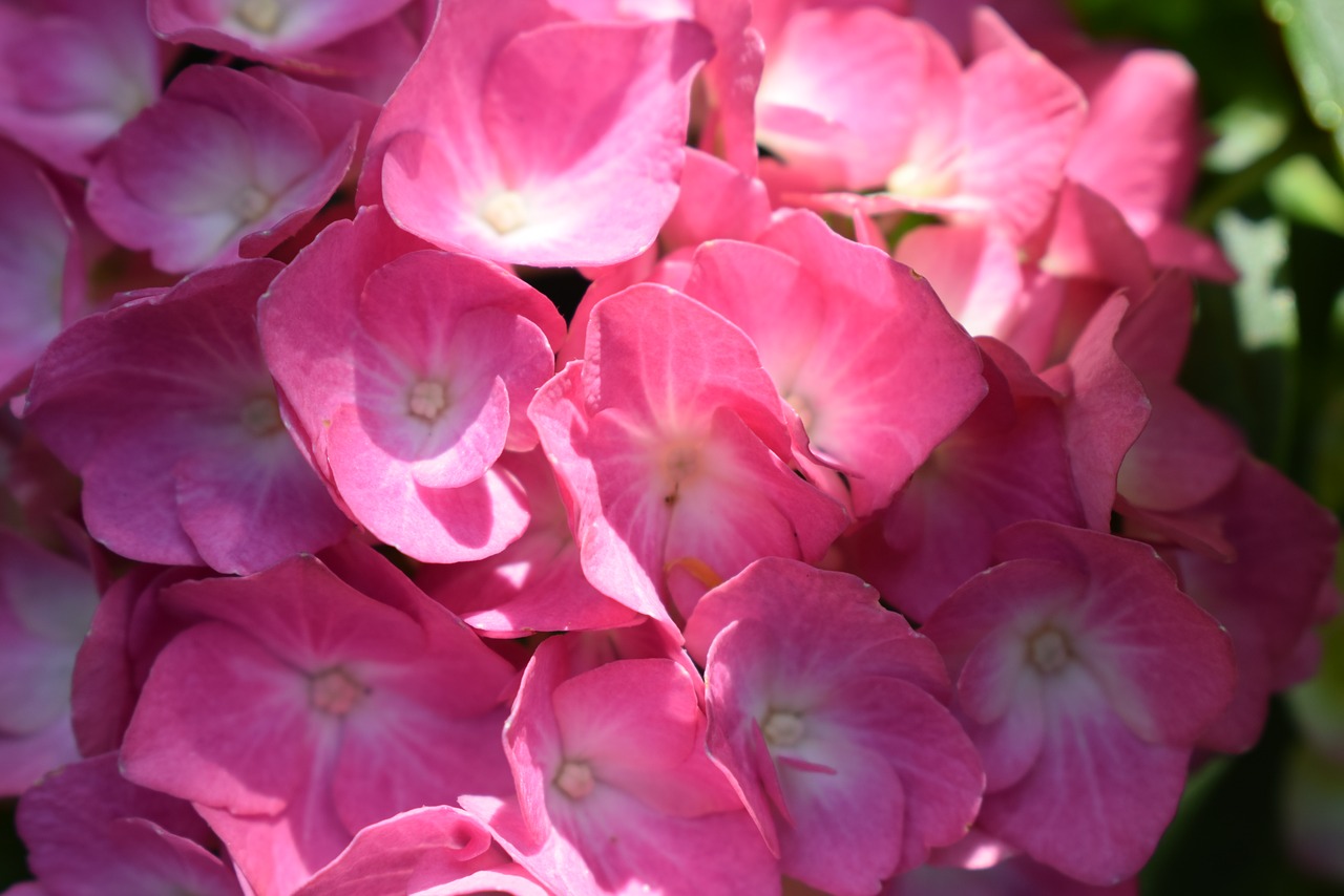 hydrangea  blossom  bloom free photo