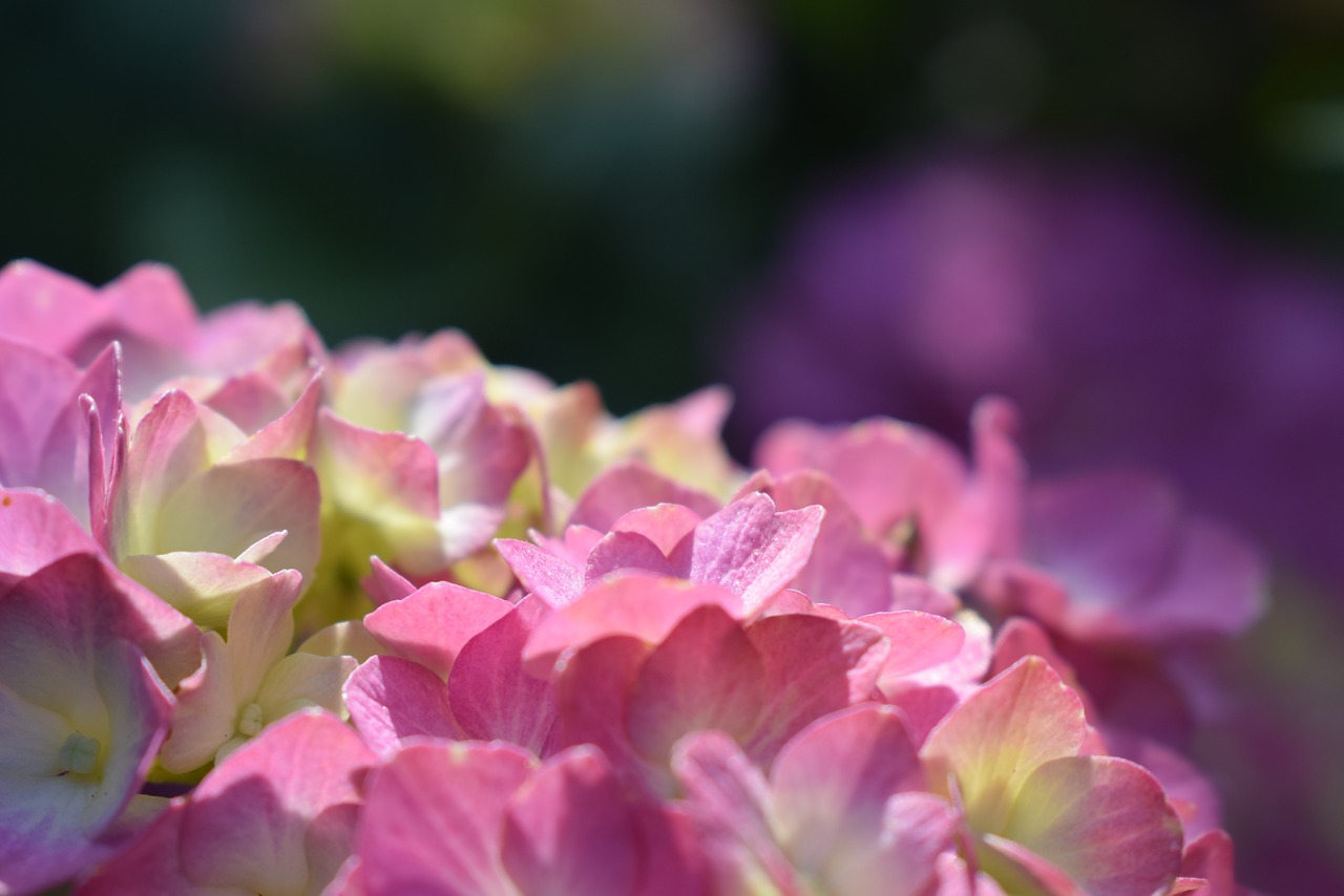 hydrangea  blossom  bloom free photo