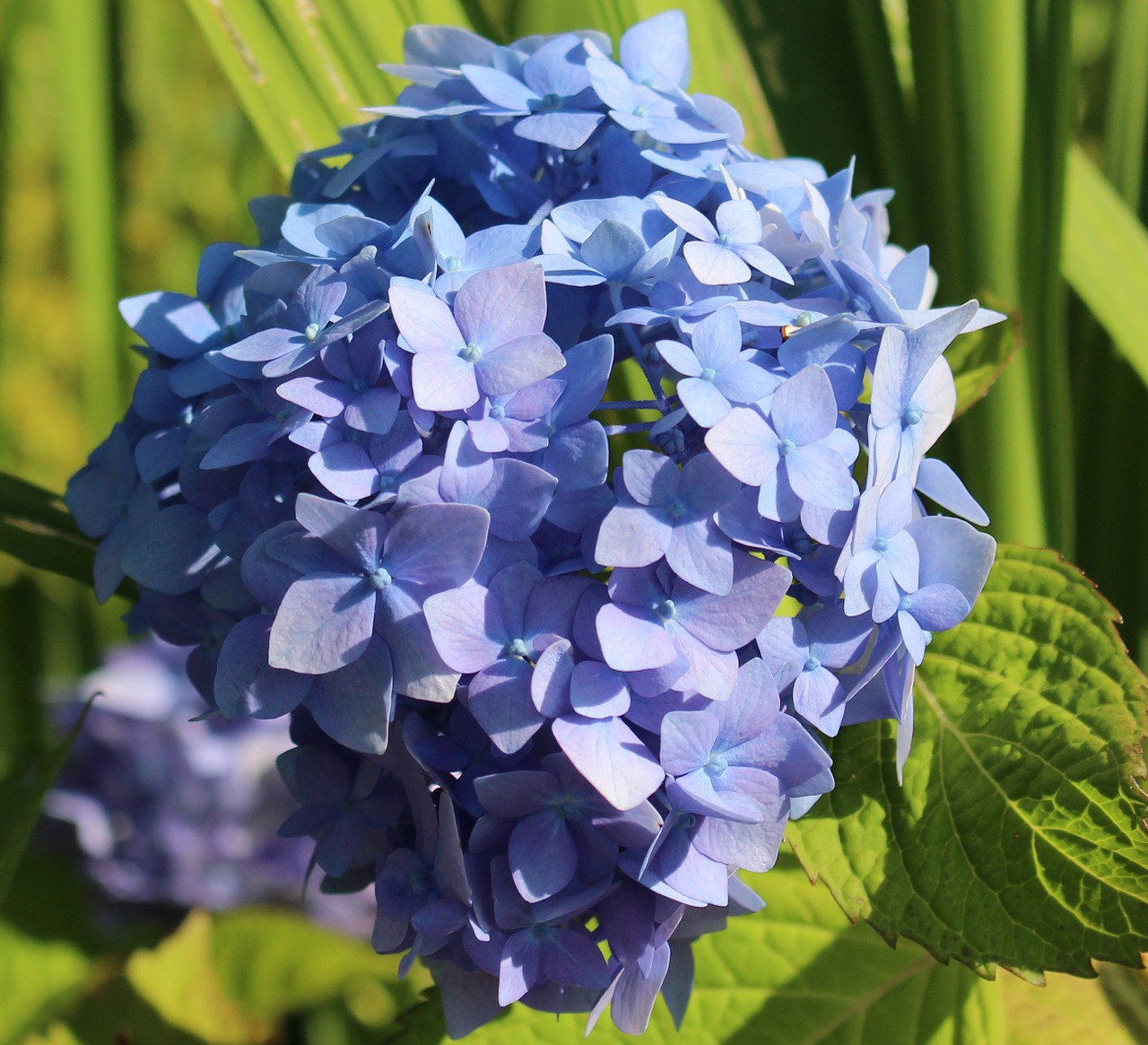 hydrangea blossom bloom free photo