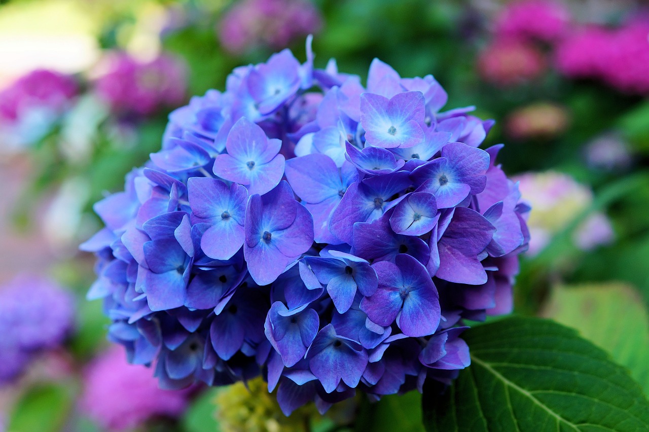 hydrangea blossom bloom free photo