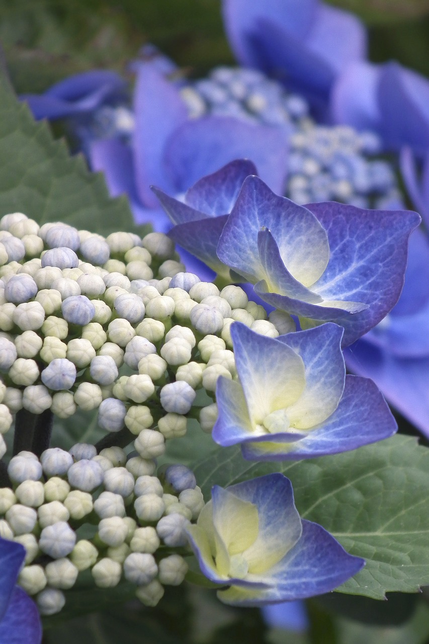 hydrangea blue blossom free photo