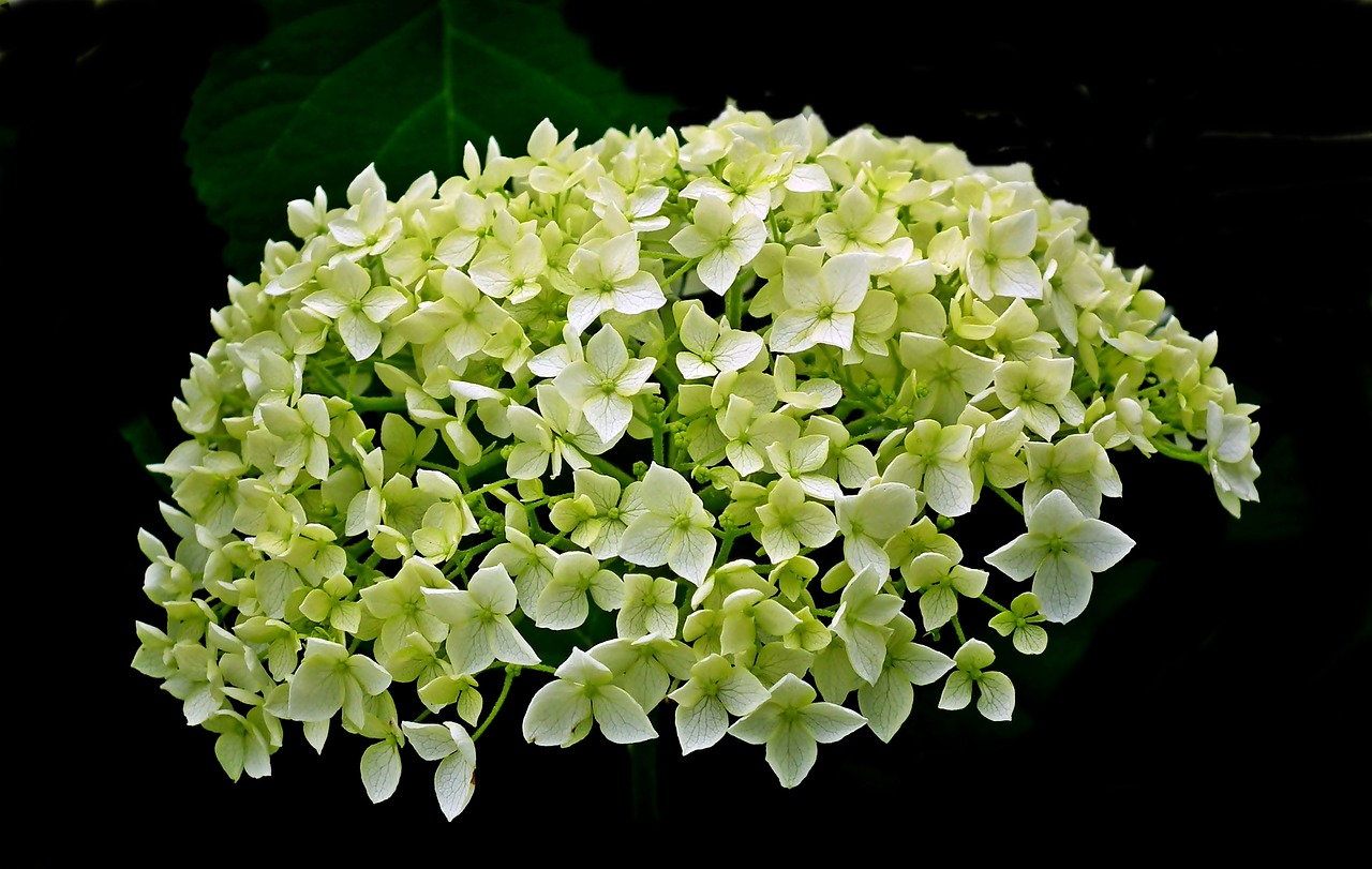 hydrangea  flower  summer free photo