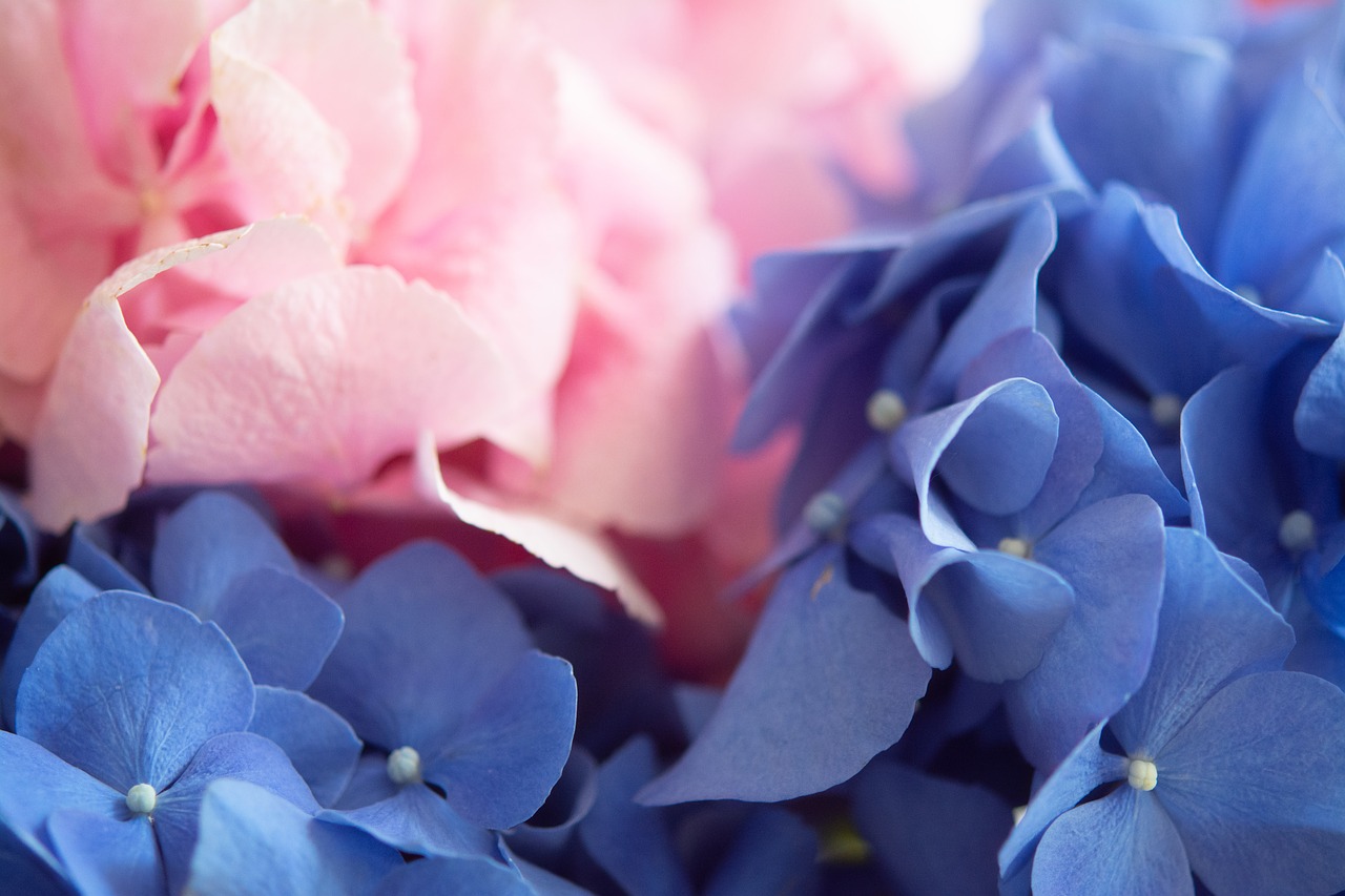 hydrangea  flowers  nature free photo