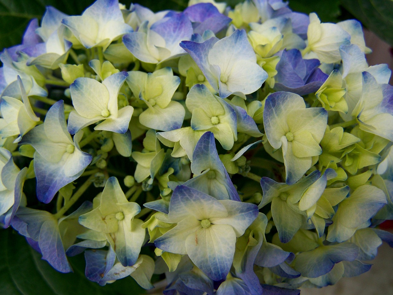 hydrangea  summer flower  flower garden free photo