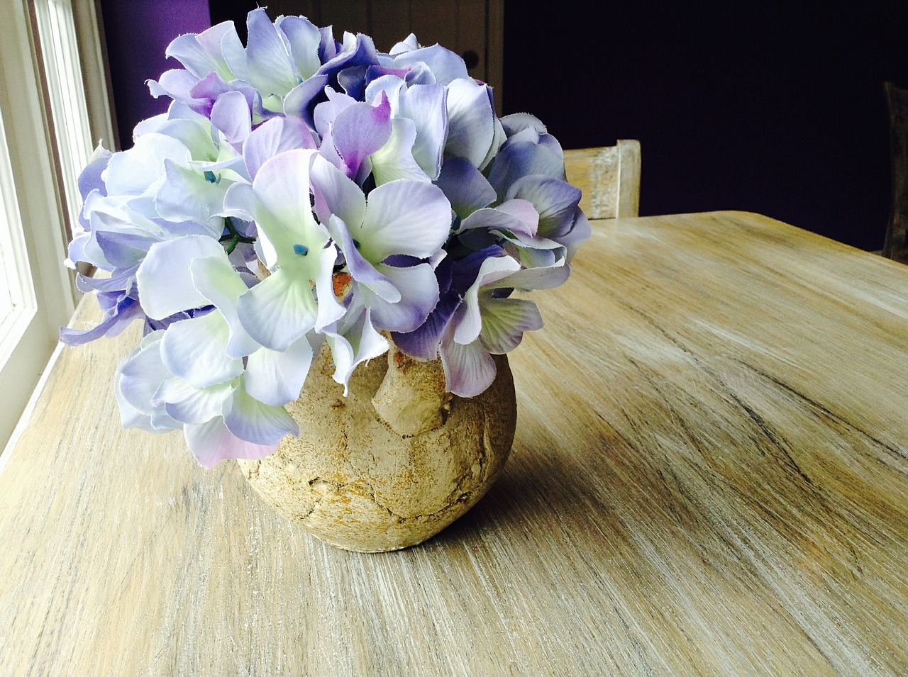 hydrangea purple flowers free photo