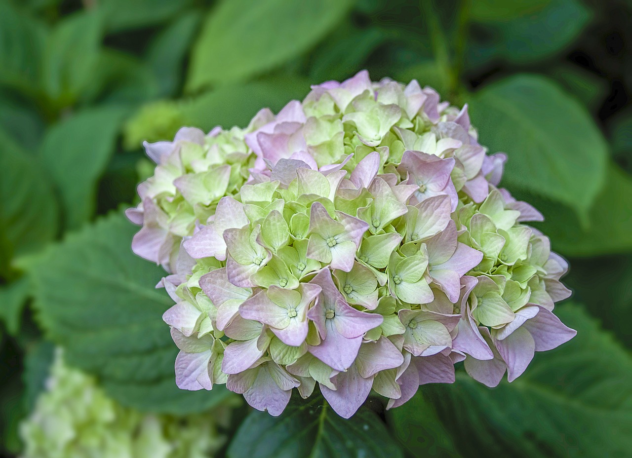 hydrangea  flower  bloom free photo