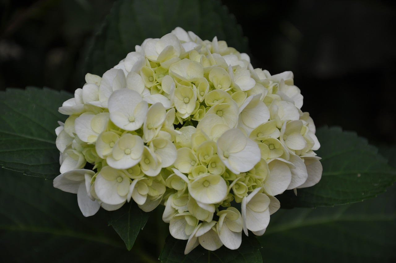 hydrangea  flower  nature free photo