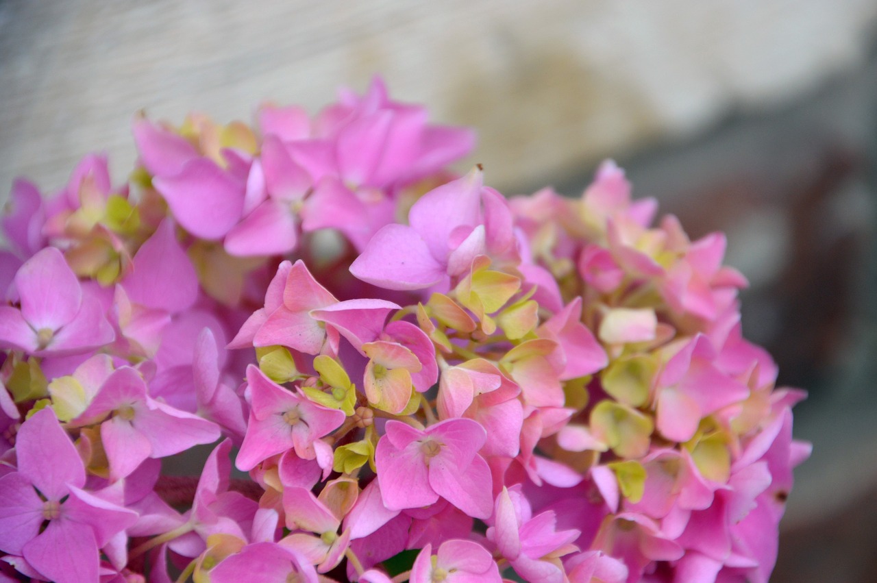 hydrangea  flower  plant free photo