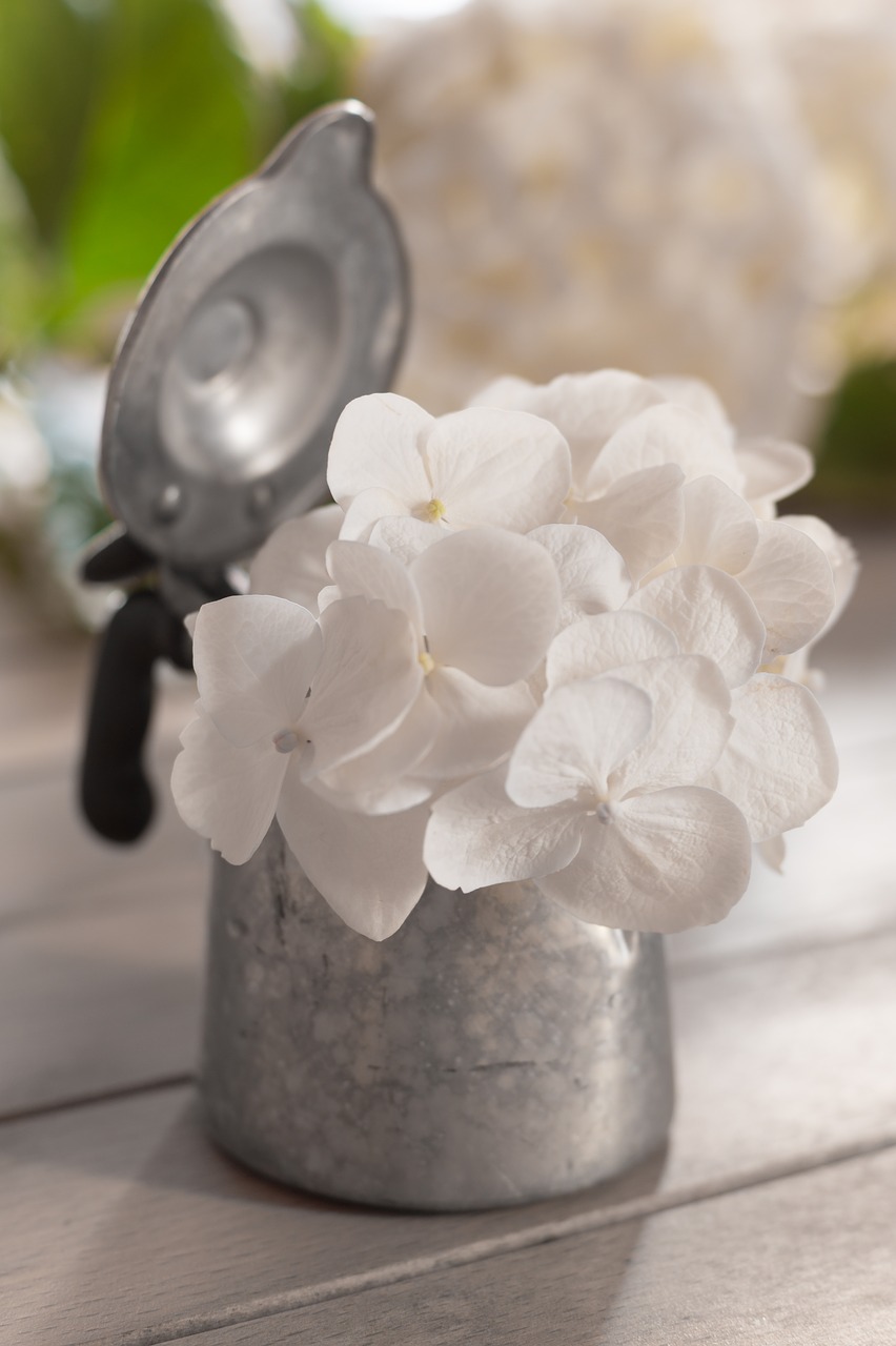 hydrangea  white  summer free photo