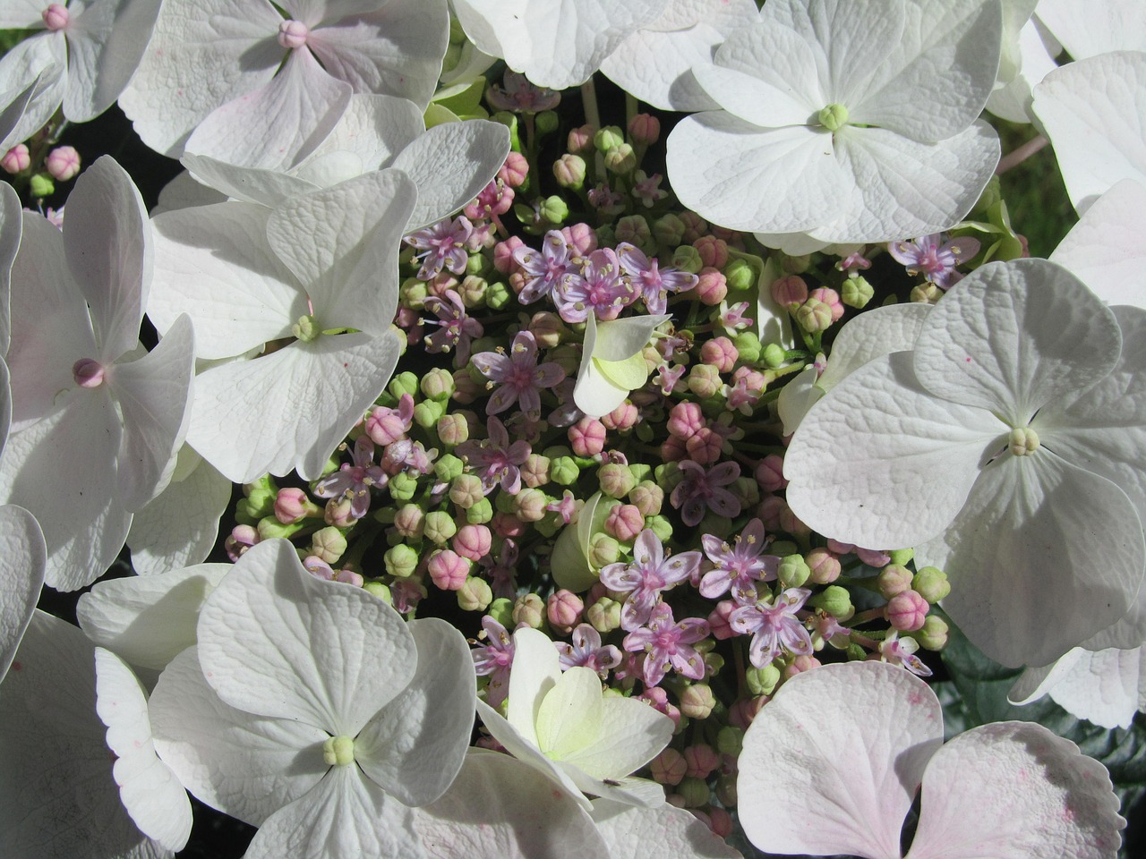 hydrangea flowers floral free photo