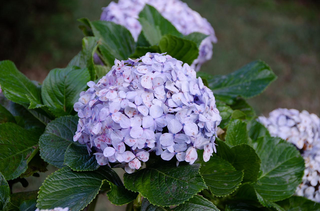 hydrangea  flower  bloom free photo