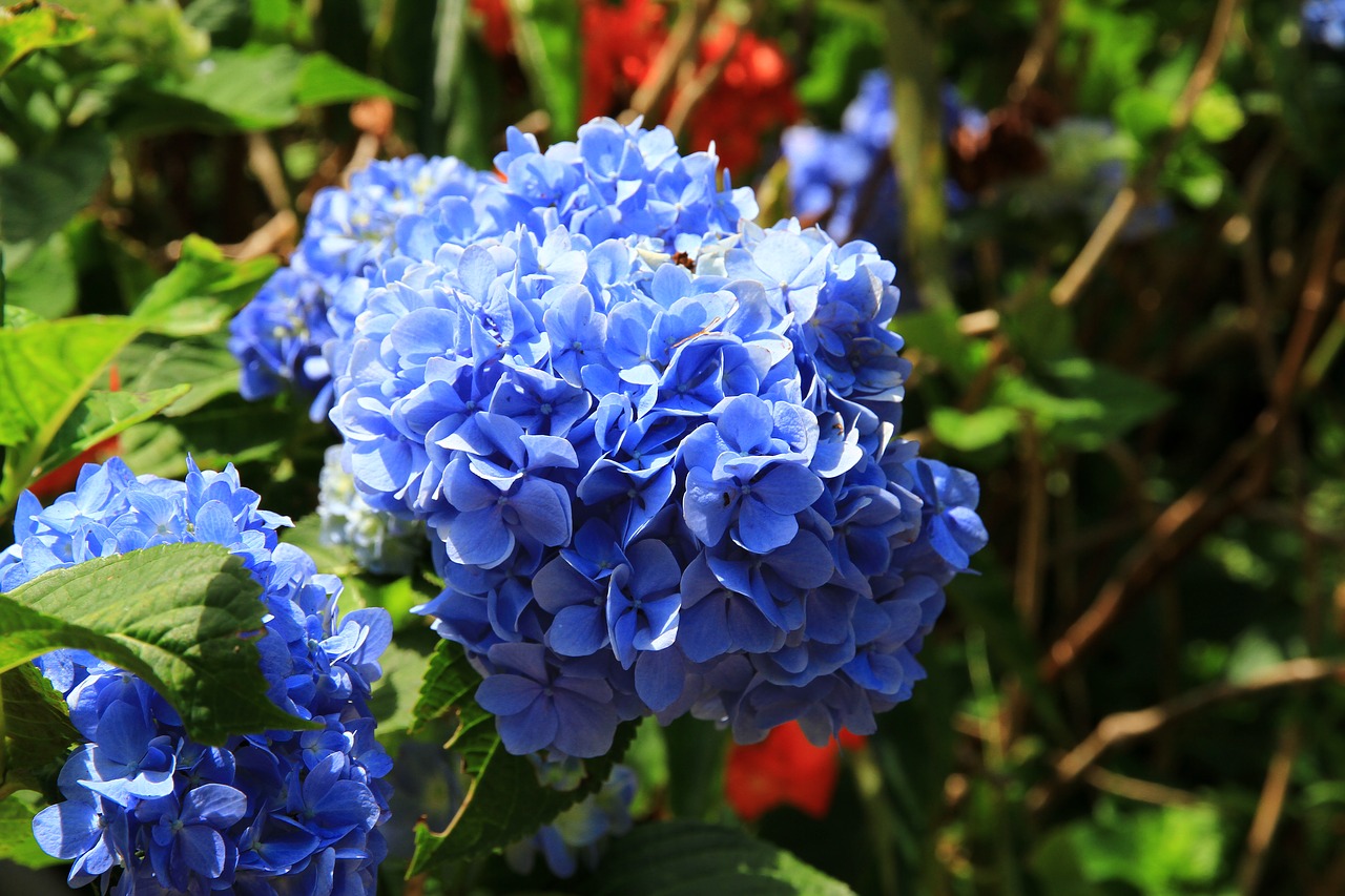 hydrangea  purple blue  okinawa raoping name of ziyang garden free photo