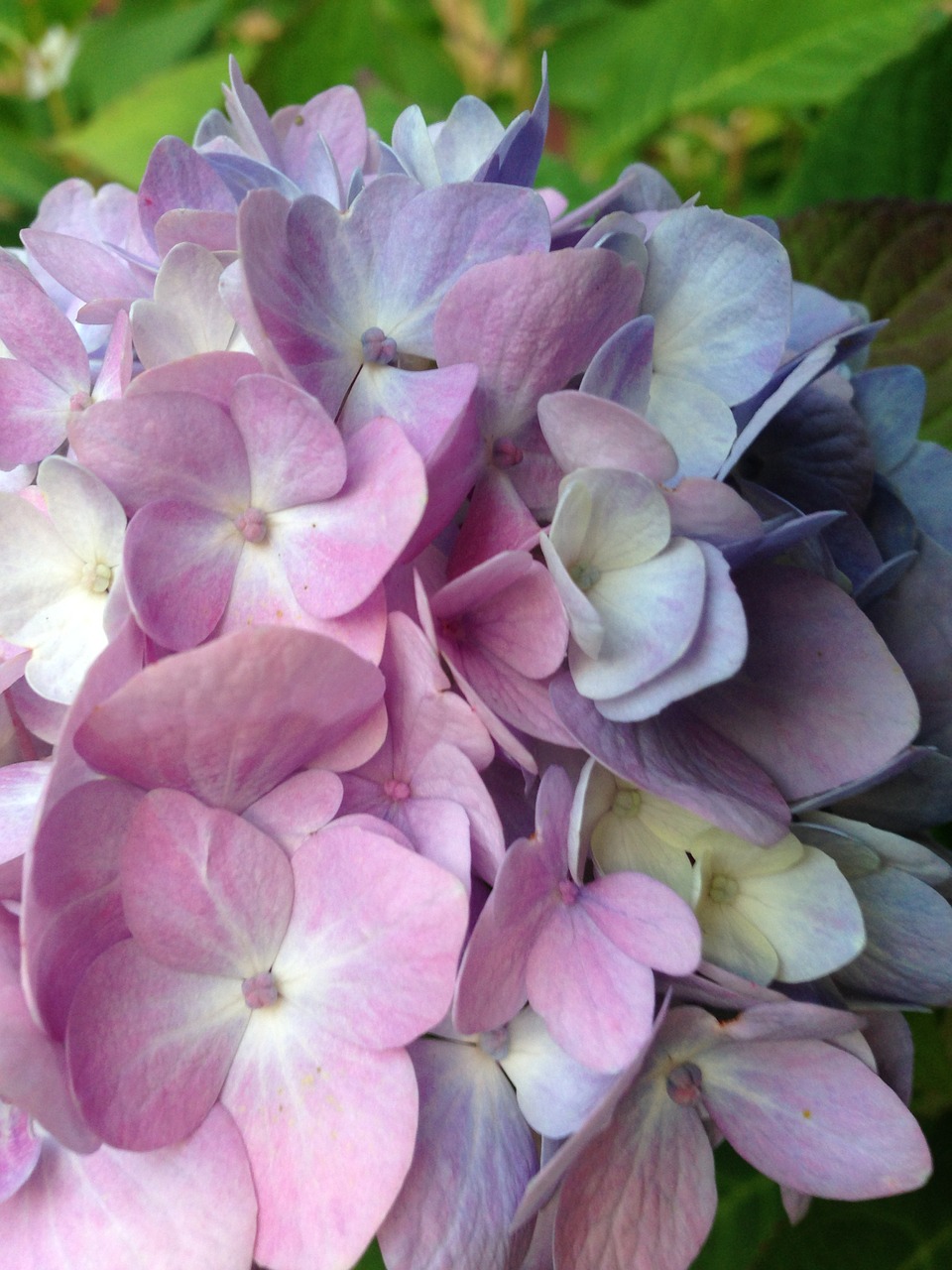 hydrangea plant bloom free photo