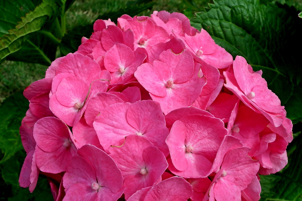 hydrangea  flower  summer free photo