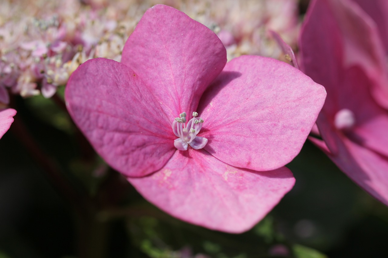 hydrangea  garden plant  garden free photo