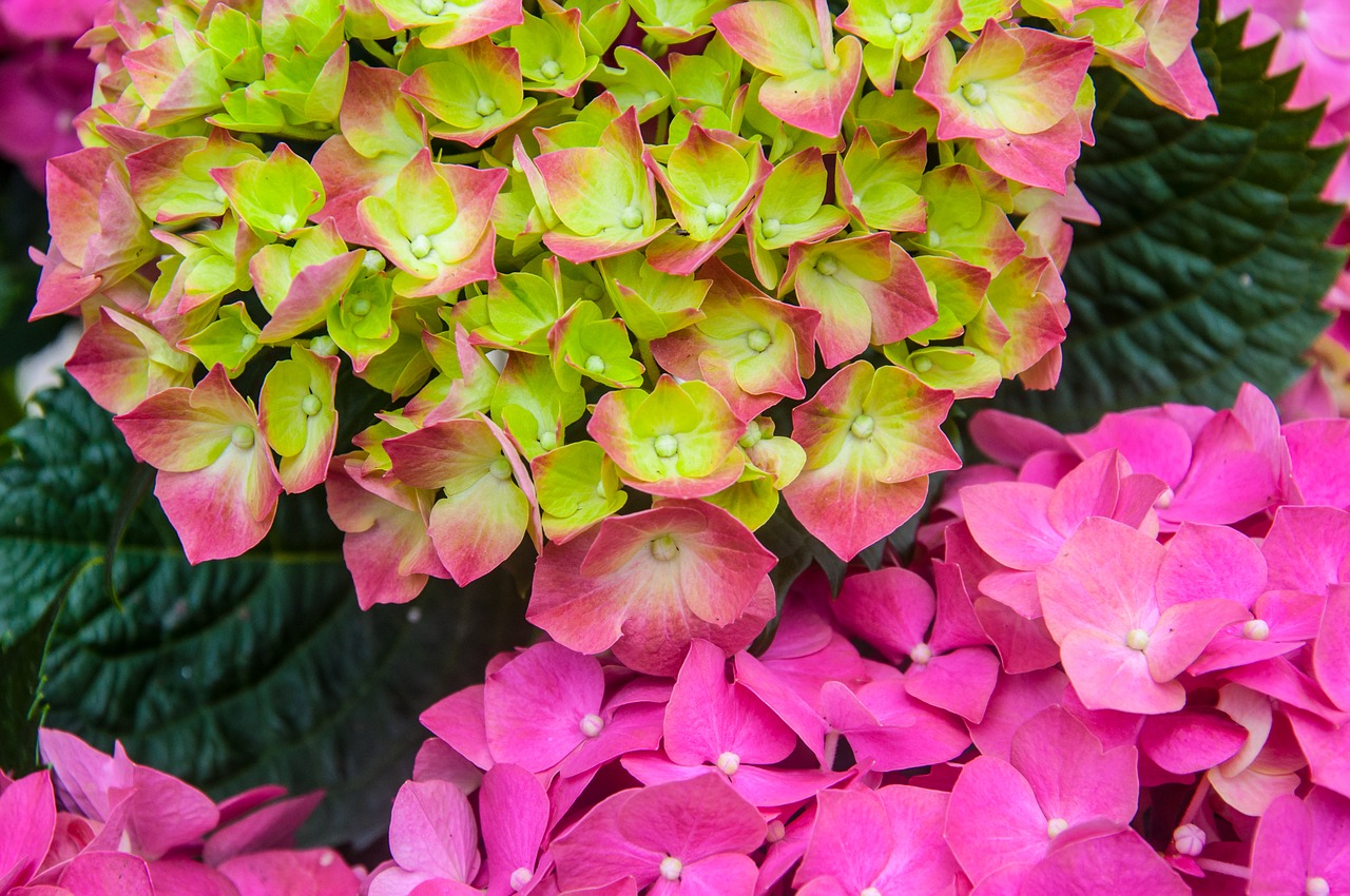 hydrangea  blossom  bloom free photo