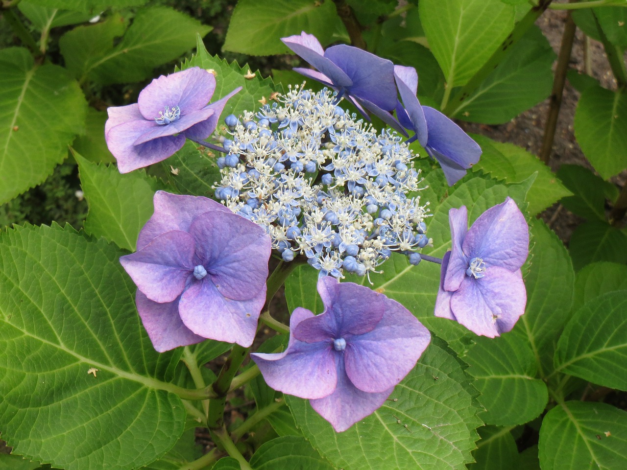 hydrangea flower blue free photo