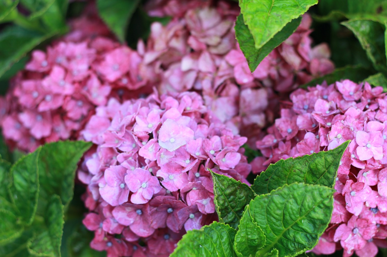 hydrangea close-up plant free photo