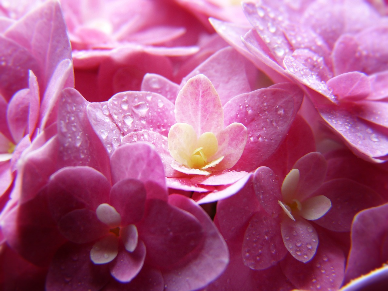 hydrangea  pink  blossom free photo