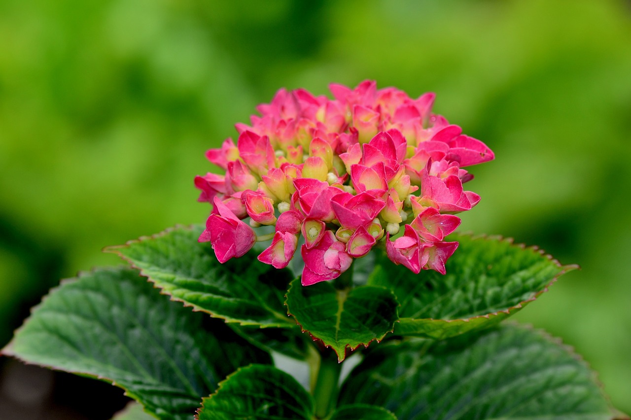 hydrangea  flower  blossom free photo