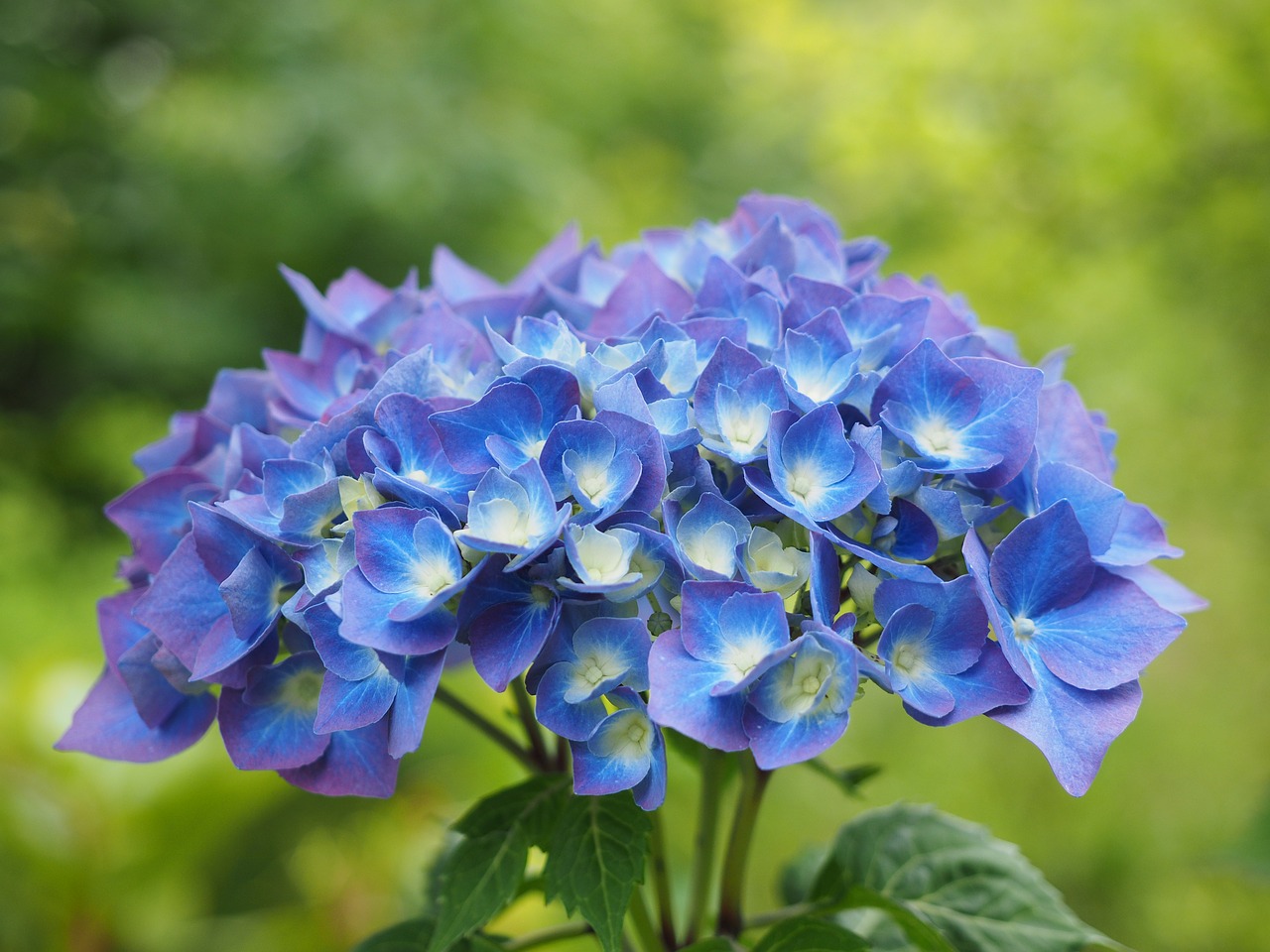 hydrangea  flowers  blue free photo