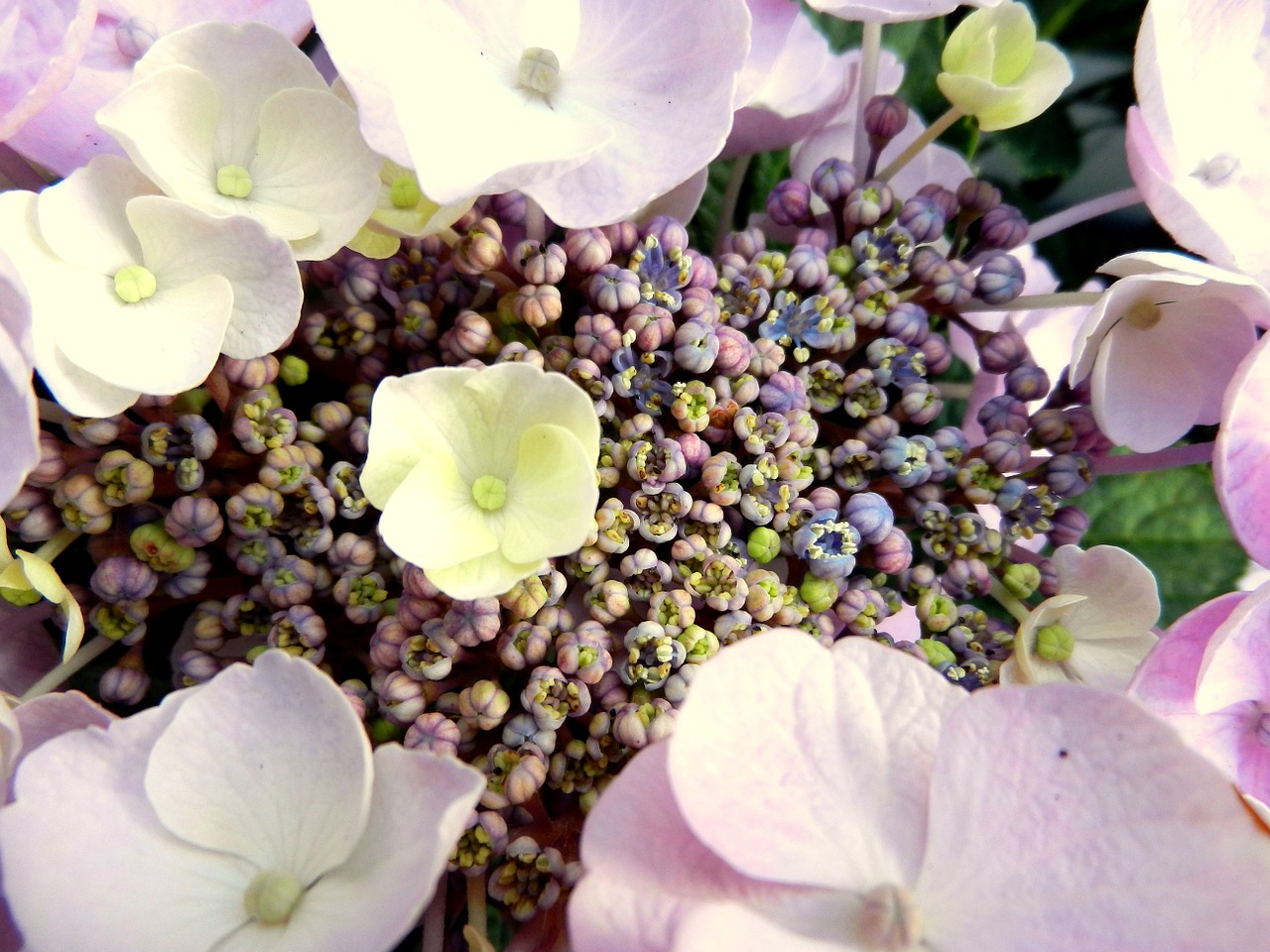 hydrangea flower blossom free photo