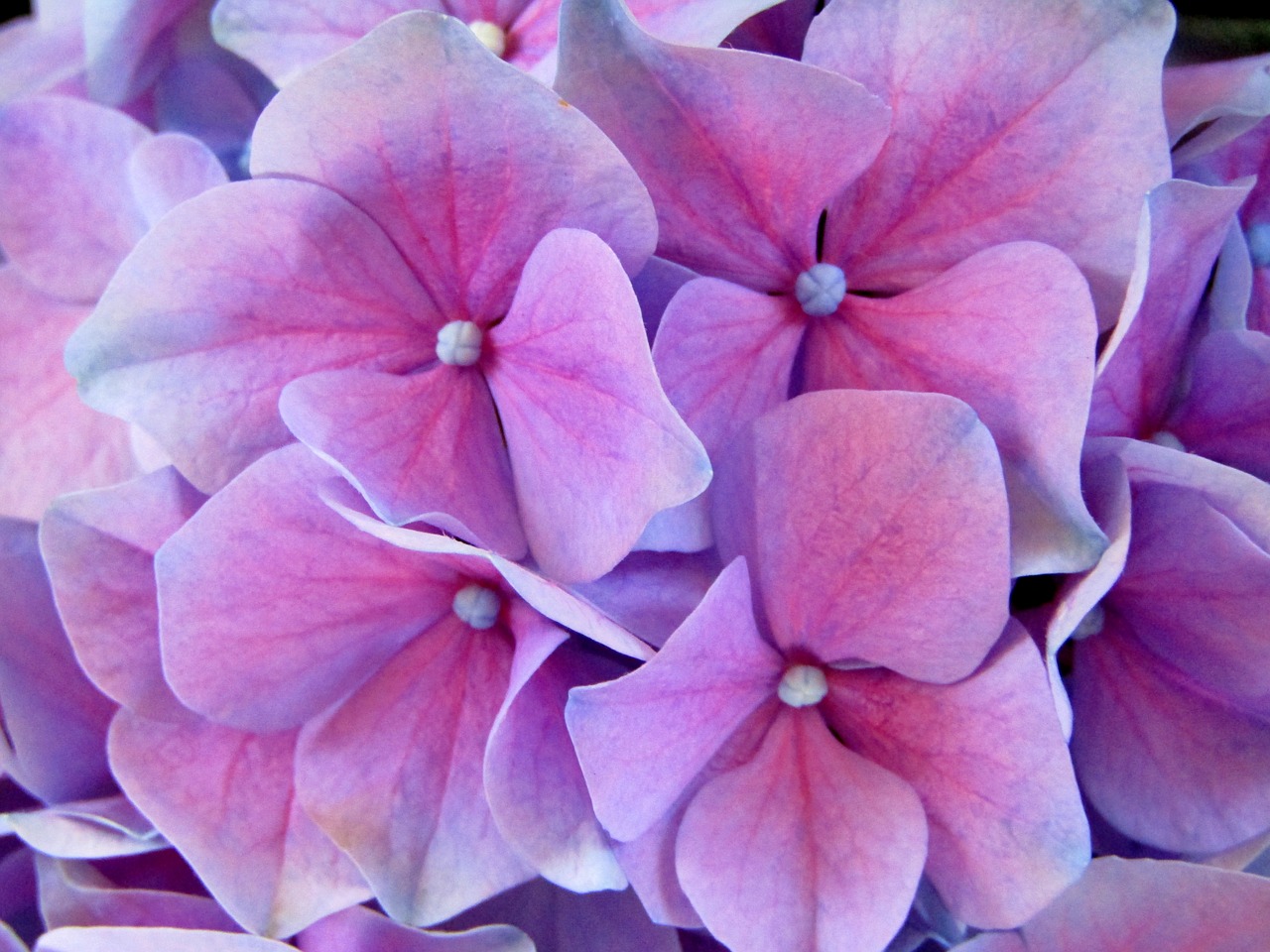 hydrangea  pink  purple free photo