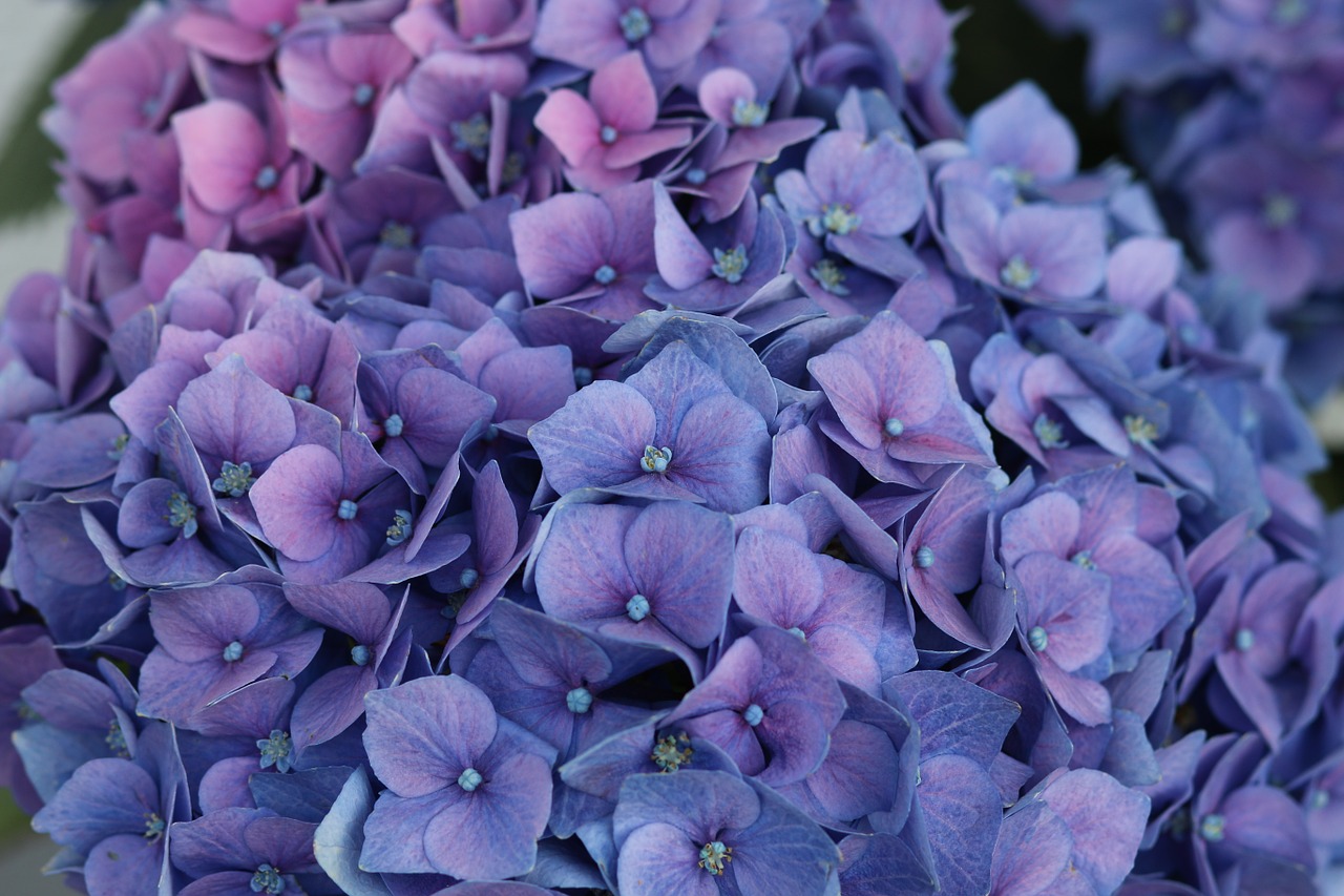 hydrangea blossom bloom free photo