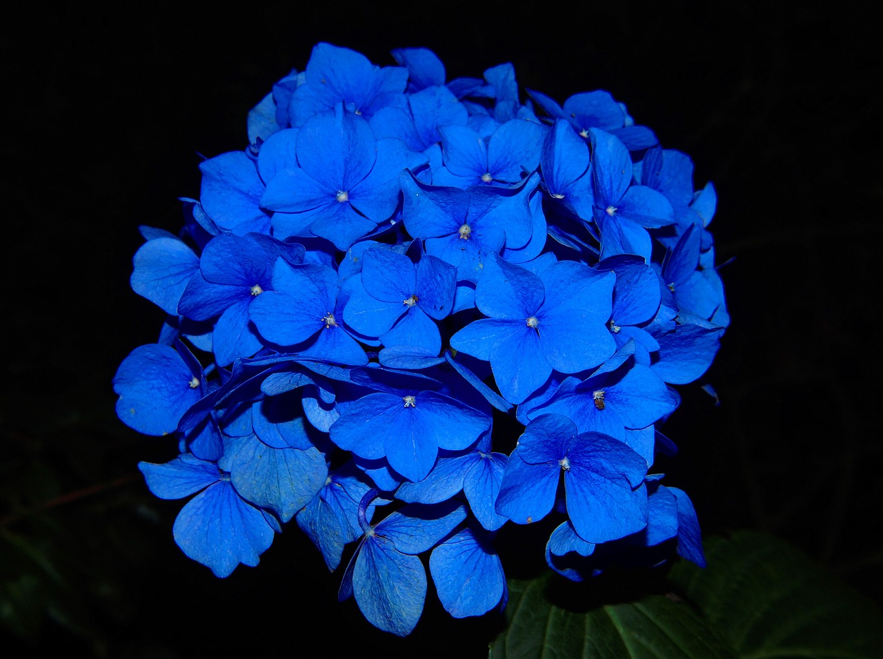 hydrangea blossom bloom free photo