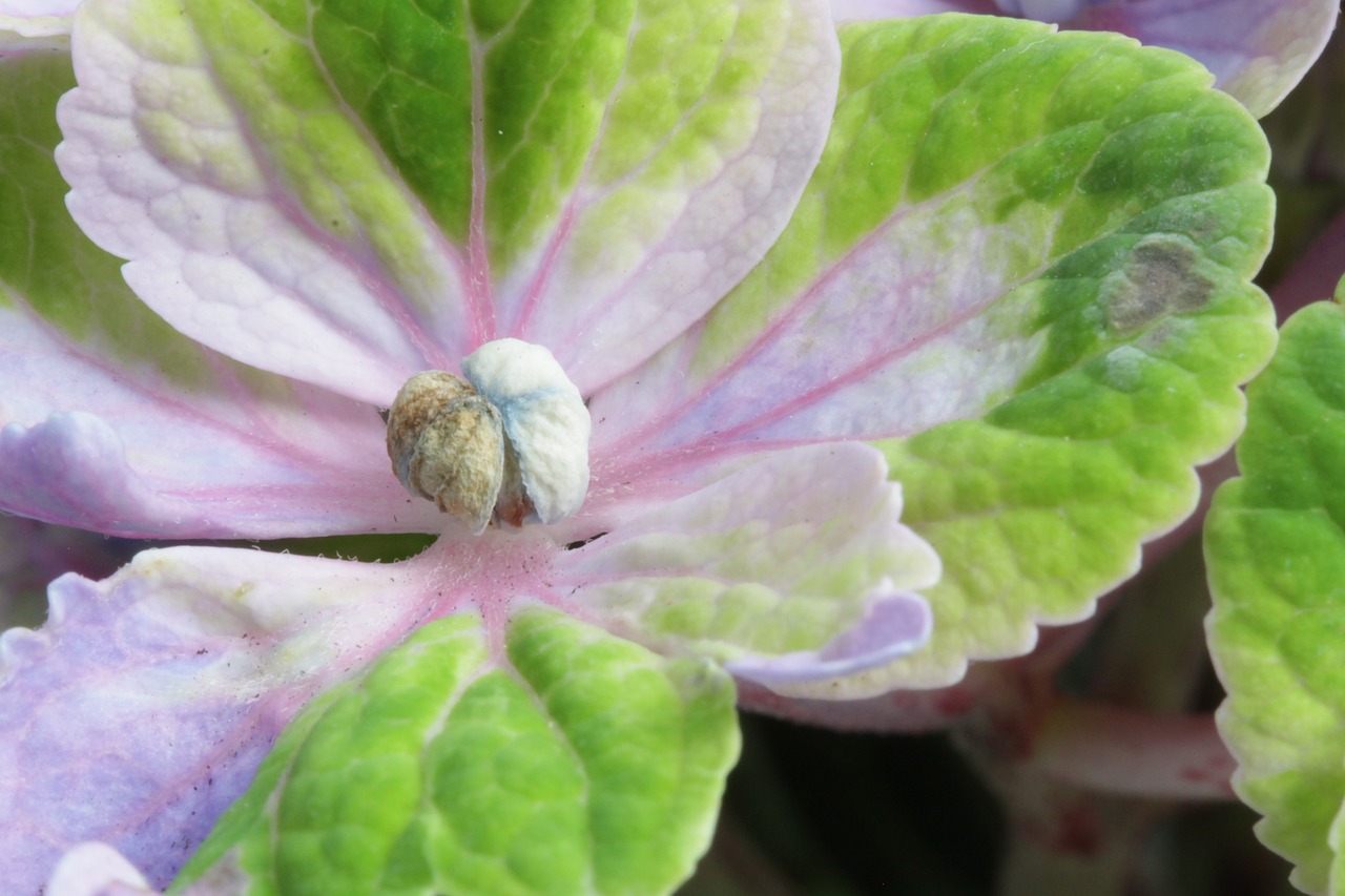 hydrangea  garden  flower free photo