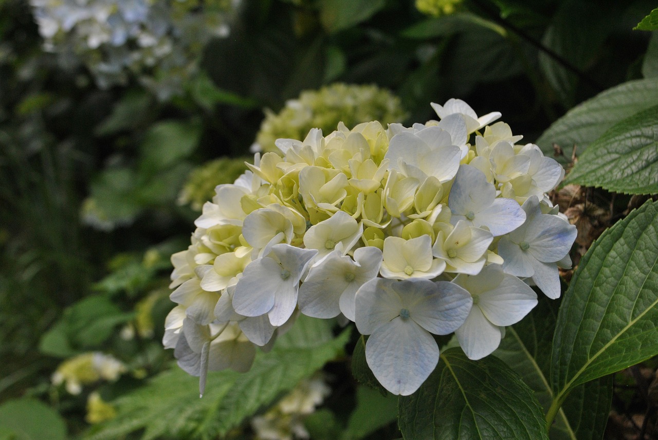 hydrangea  cyan light blue  plants free photo