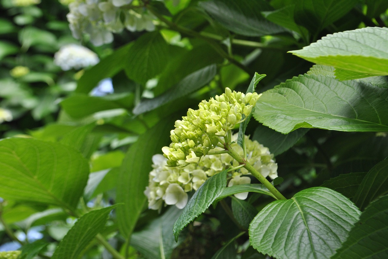 hydrangea  plants  flowers free photo