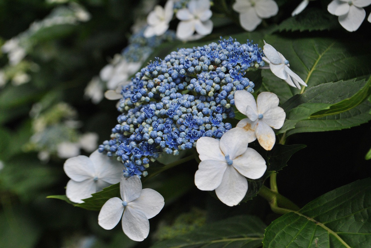 hydrangea  in connection with the blue  garden free photo