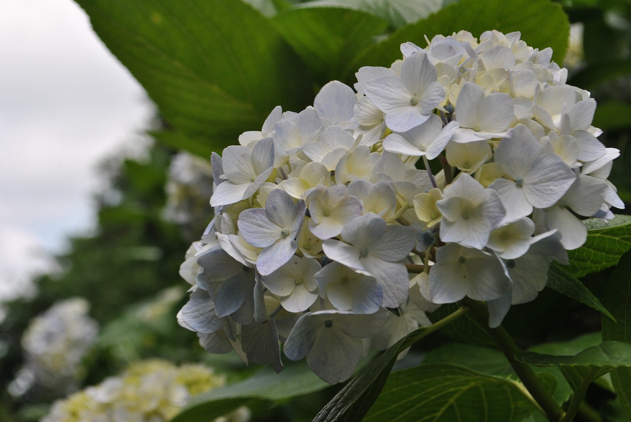 hydrangea  garden  flowers free photo