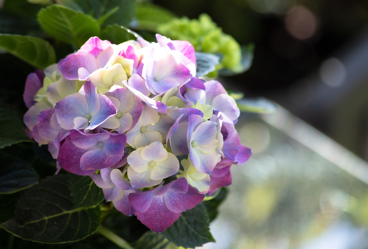 hydrangea  flower  plant free photo