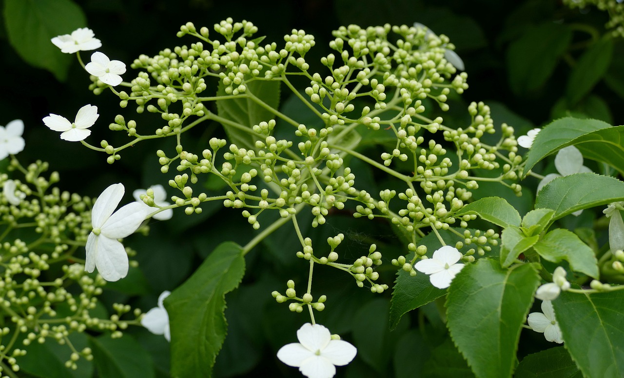 hydrangea  garden  nature free photo