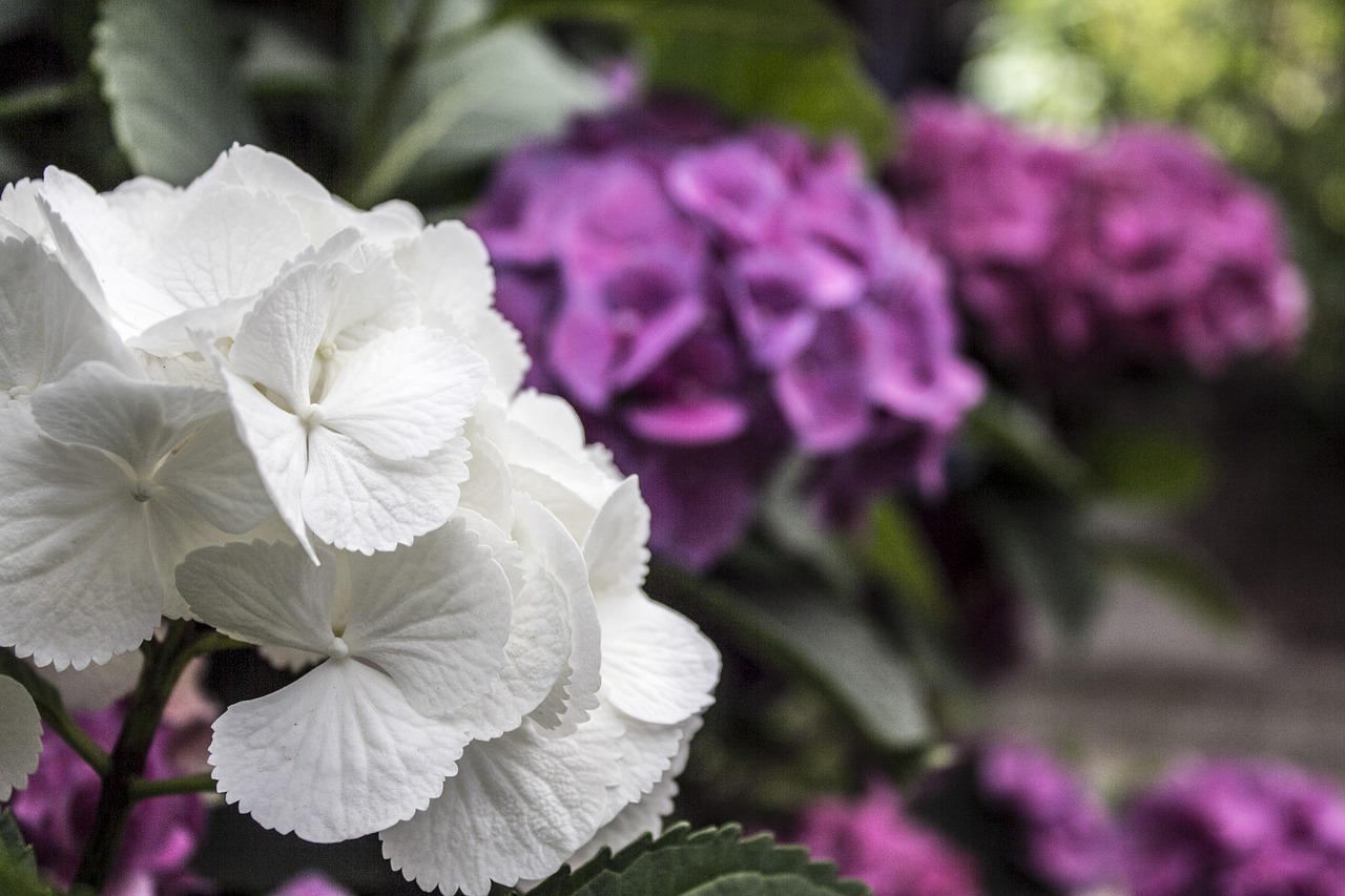 hydrangea  white  purple free photo