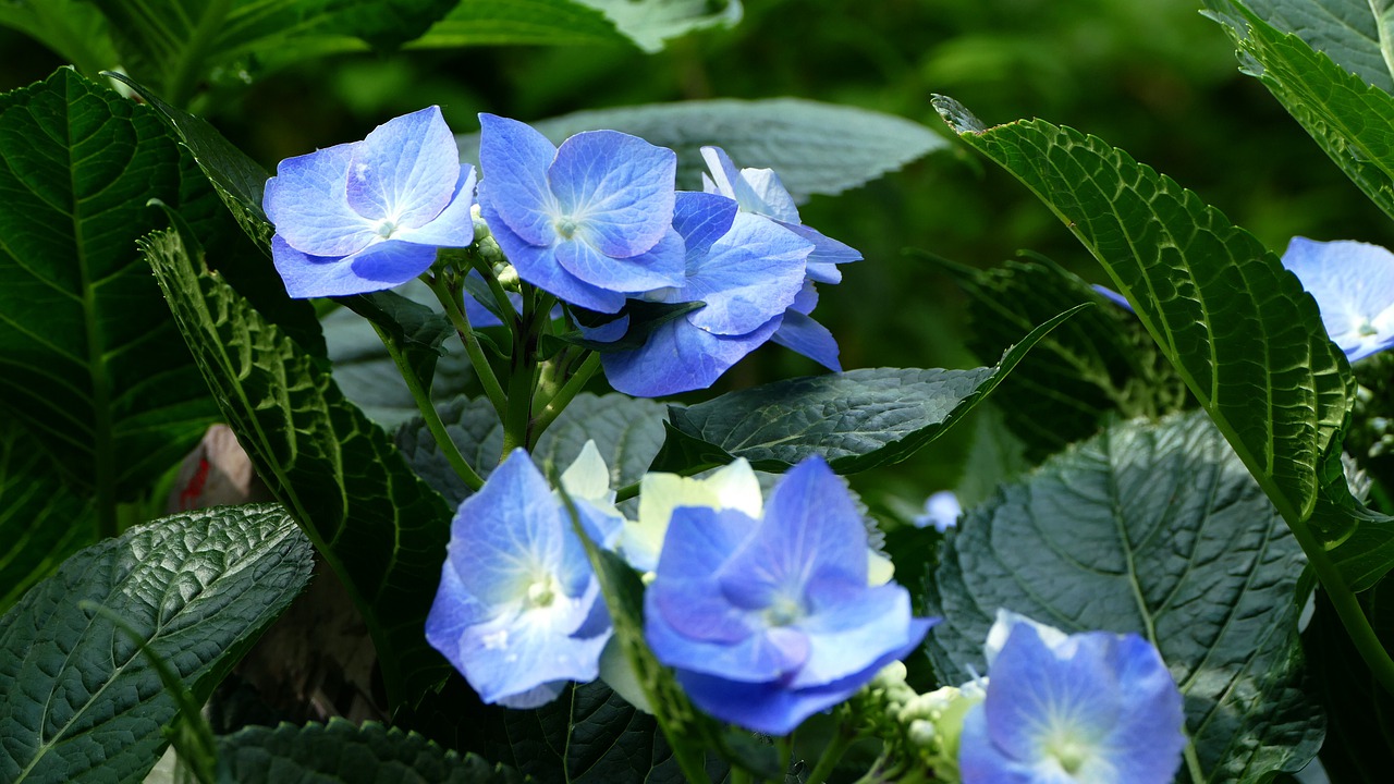 hydrangea  flower  plant free photo