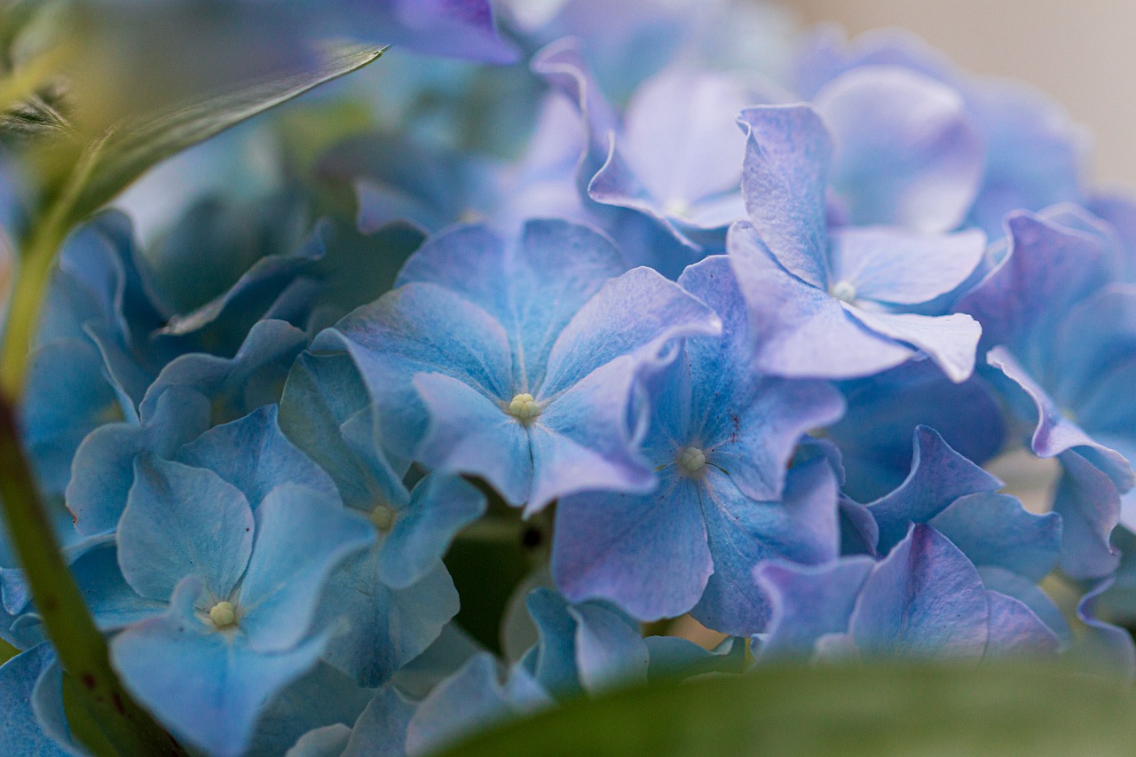 hydrangea  blossom  bloom free photo