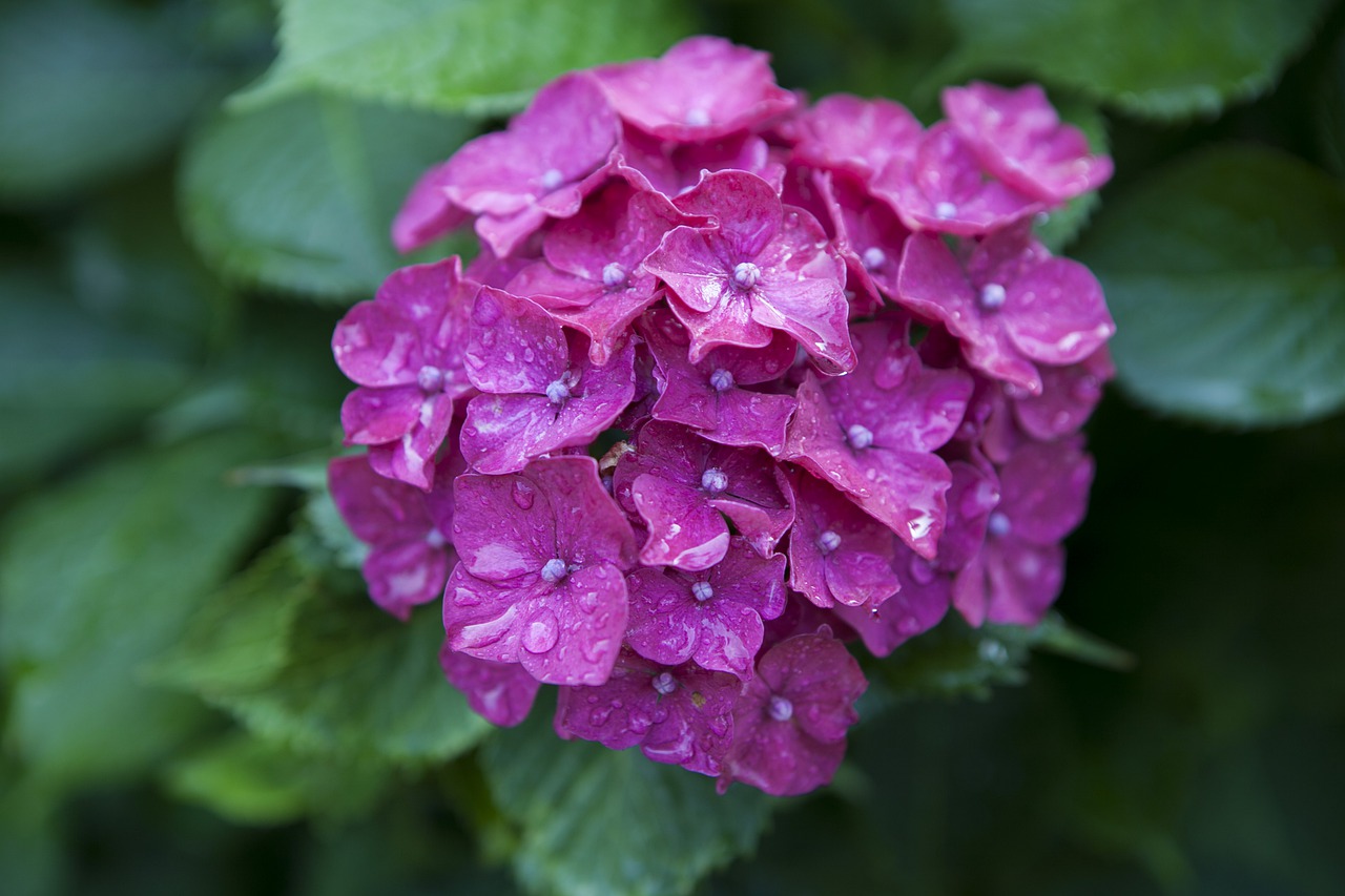 hydrangea  flowers  plants free photo