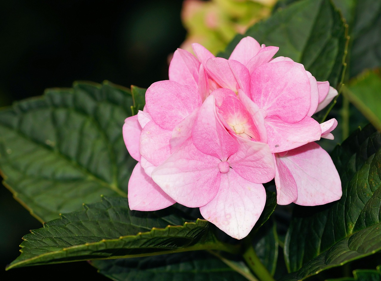 hydrangea blossom bloom free photo