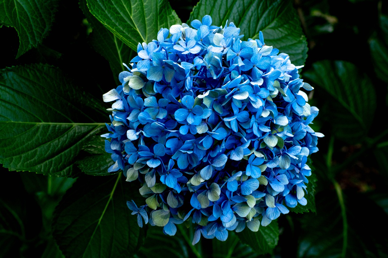 hydrangea  bloom  blue free photo