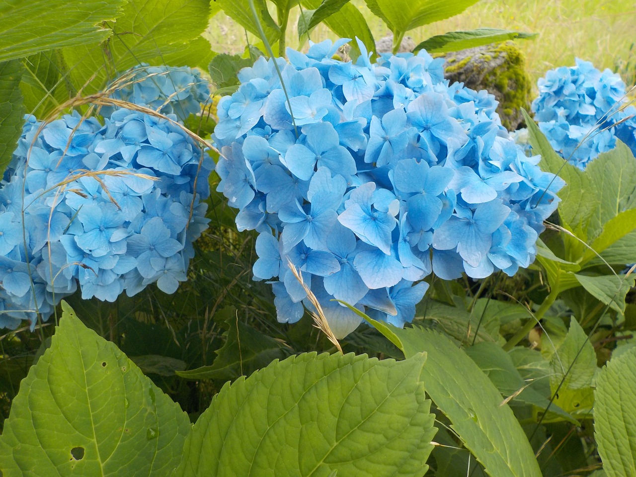 hydrangea flower nature free photo