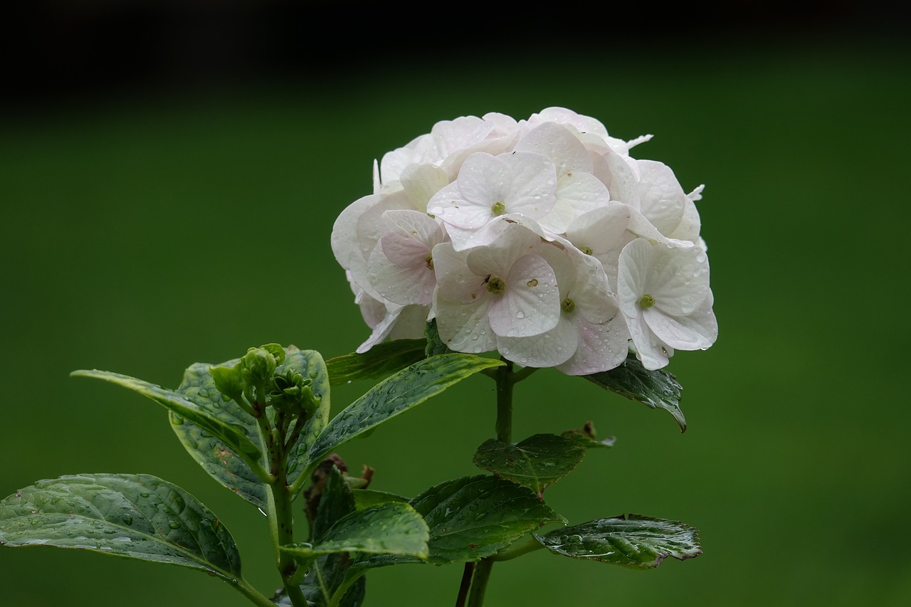 hydrangea  flower  bloom free photo