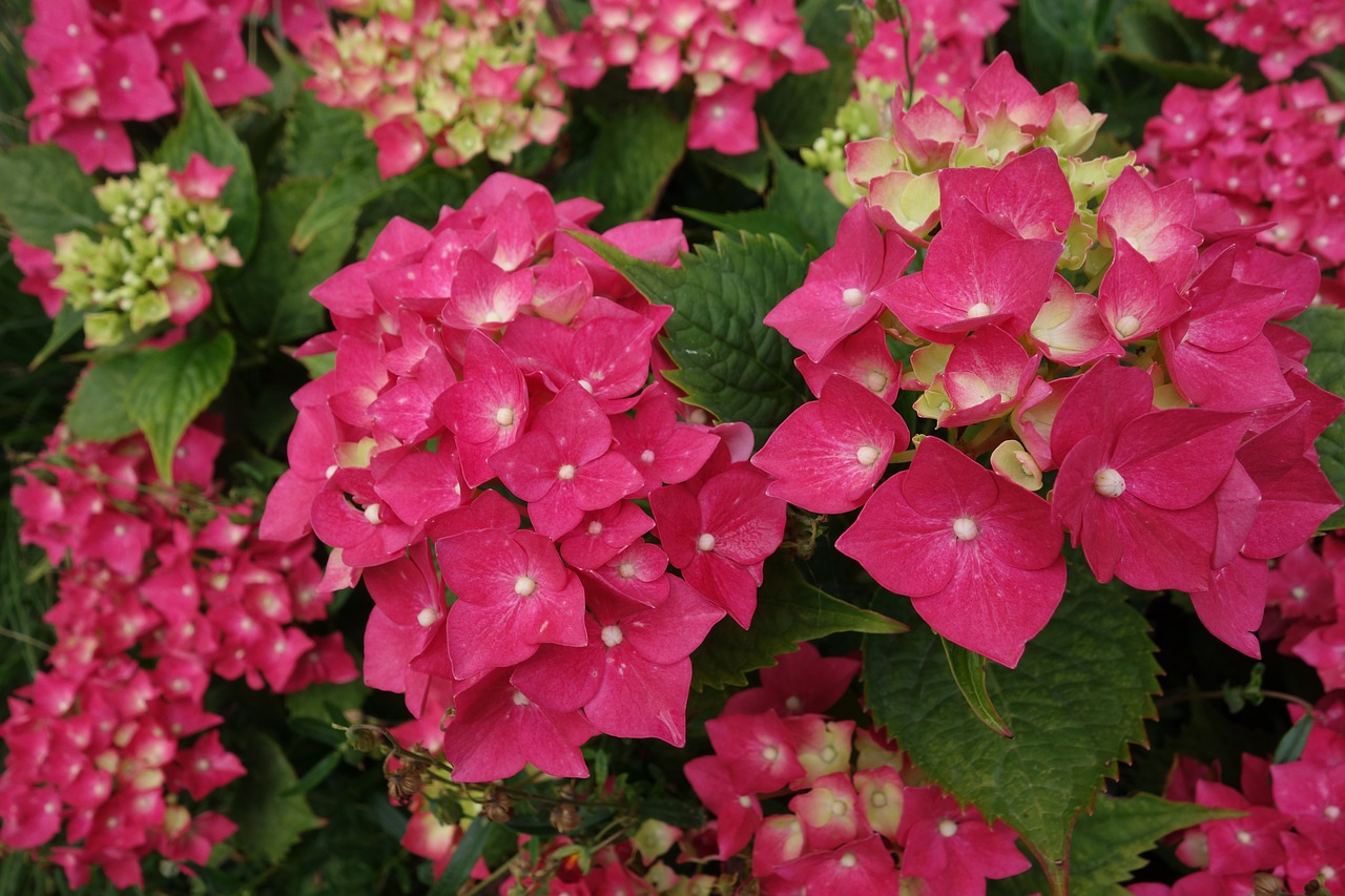 hydrangea  red  blossom free photo